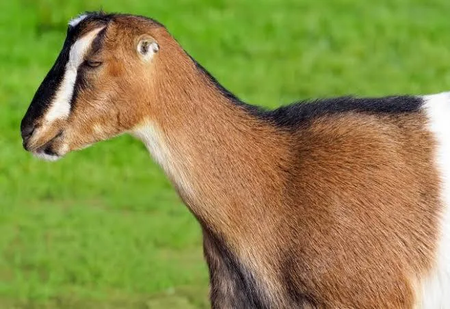 Lamanchas goat