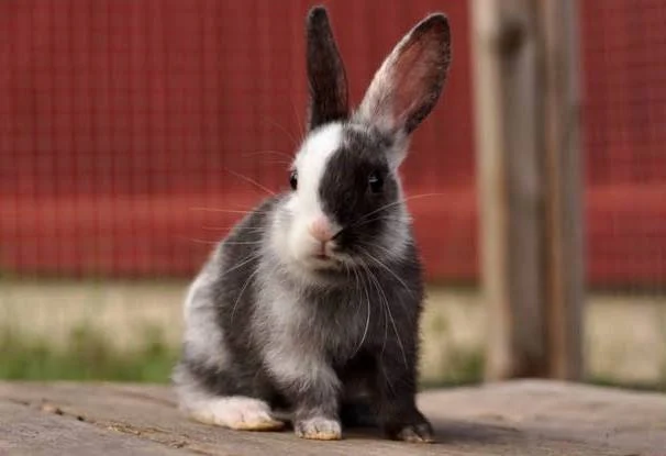 Harlequin rabbit